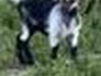 تيس, Alpine goat — الصورة 8