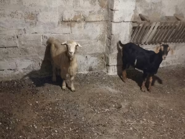 Ziegenbock, Ziegen