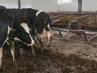 بقرة, Russian Black pied cattle — الصورة 4