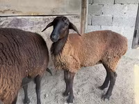 نعجة, Karakul sheep — الصورة 2
