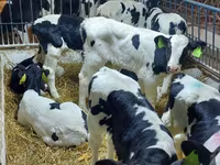 Bulle, Holstein-Rasse — Foto 2