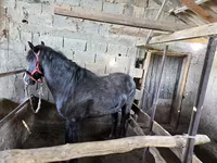 At, Atlar — foto 6