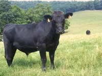 Бик, Simmental cattle — фото 1