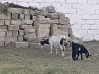 عنزة, الماعز — الصورة 3