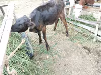 गाय, मवेशी — फ़ोटो 6
