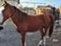 Aygʻir, Kazakh horse — 6-rasm