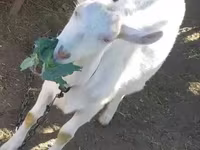 عنزة, Saanen goat — الصورة 2