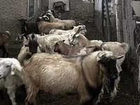 Ziegenbock, Alpine goat — Foto 1