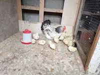 Chickens — 1-сурет