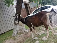 Ешкі, Alpine goat — 2-сурет