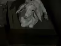 Ziege, Saanen goat — Foto 5
