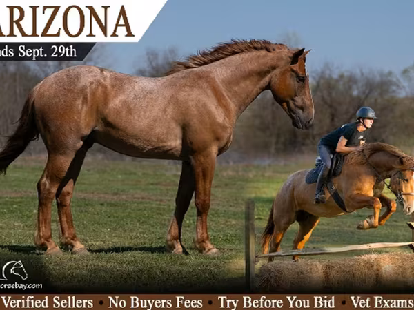 At, Percheron