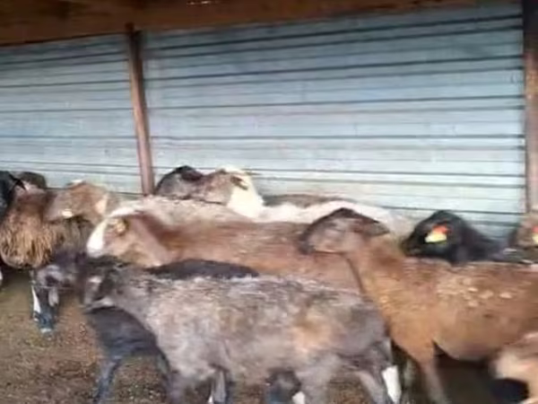 公羊, Adal sheep