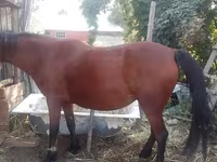 Madyan, Atlar — foto 5