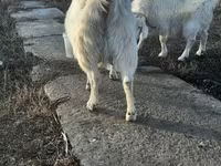 Echki, Saanen goat — 2-rasm