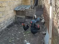 Chickens — photo 2