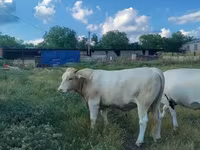 بقرة, Charolais cattle — الصورة 1