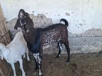 Ziegenbock, Beetal goats — Foto 3