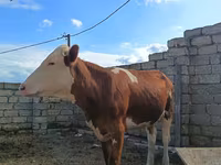 بقرة, Simmental cattle — الصورة 7