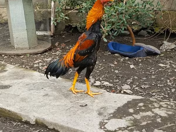 Домінант