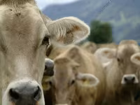Cow, Cattle — photo 3