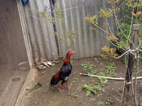Chickens — foto 1
