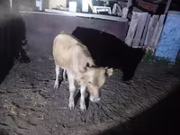 ثور, الماشية — الصورة 2