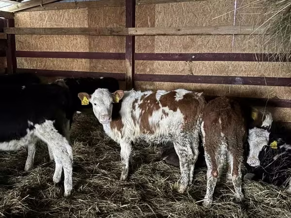 بقرة, Simmental cattle