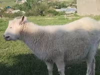 Cabra, Russian White goat — foto 5