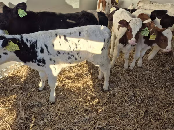 Rinder (Partie, Geschlecht nicht angegeben), Simmental cattle