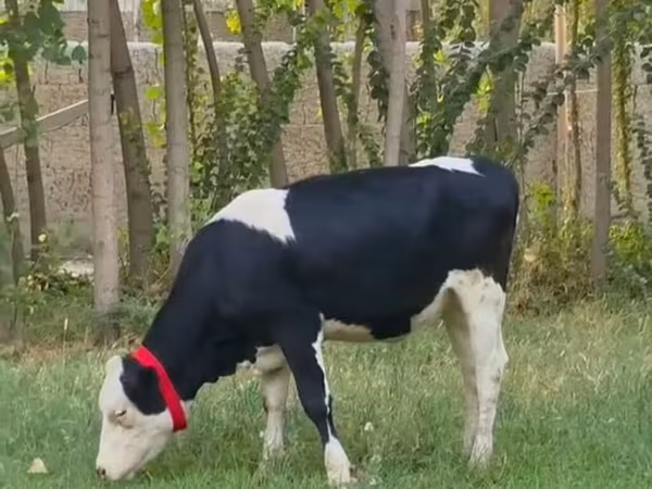 Bulle, Holstein-Rasse