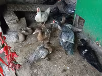 Ducks — 2-сурет