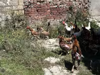 Chickens — 5-сурет