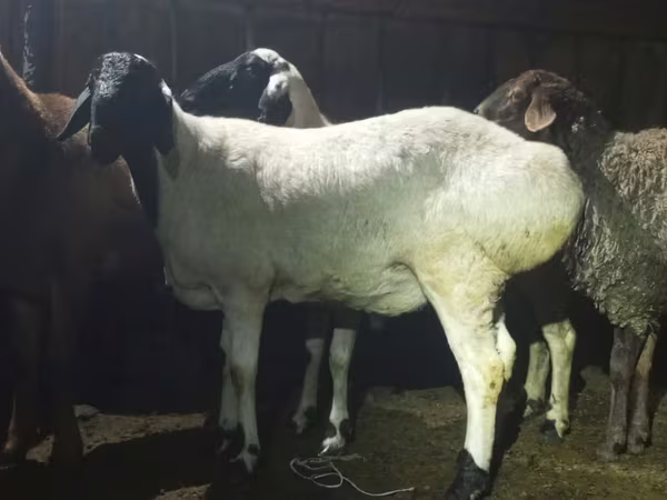 Widder, Hissar sheep