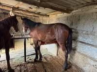 حصان, Horse breed — الصورة 7