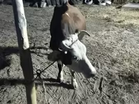 गाय, Latvian Blue cattle — फ़ोटो 3