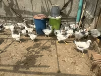 Chickens — photo 2
