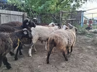 Cabro, Cabras — foto 5