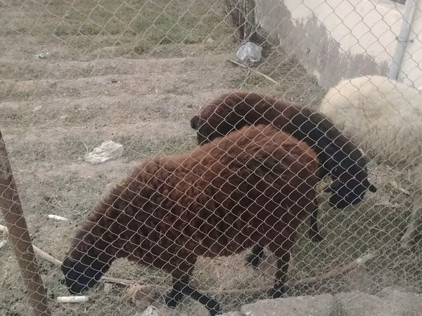Овца, Бараны