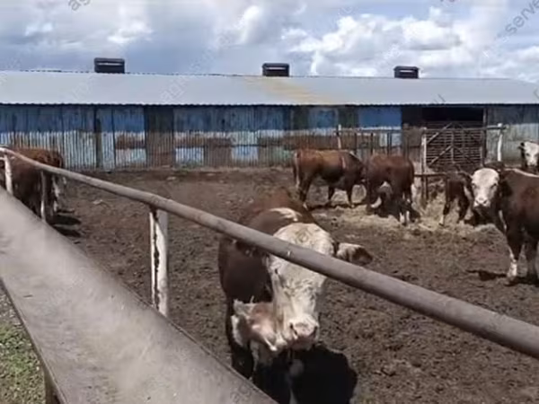 Bulle, Kasachische Weißkopfkuh