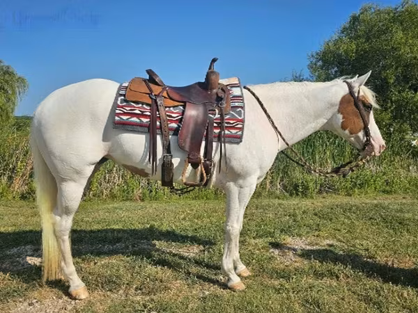 Madyan, American paint horse