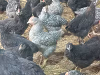 Chickens — photo 5