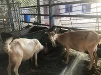 公山羊, Saanen goat — 照片 2