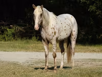 حصان, Appaloosa — الصورة 2