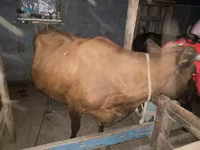 بقرة, الماشية — الصورة 1
