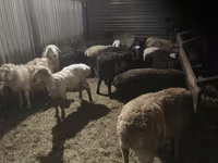 Ram, Sheep — photo 4