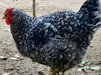 Chickens — الصورة 1