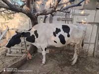 Sigir, Gollandiyalik zot — 3-rasm