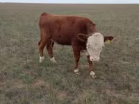 Buğa, Simmental cattle — foto 4
