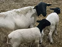 Schaf, Dorper sheep — Foto 4